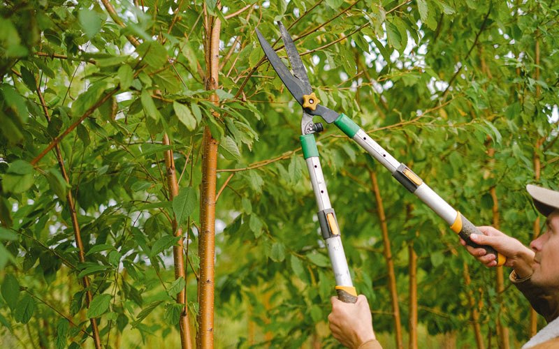 Tree trimming in Bly, OR